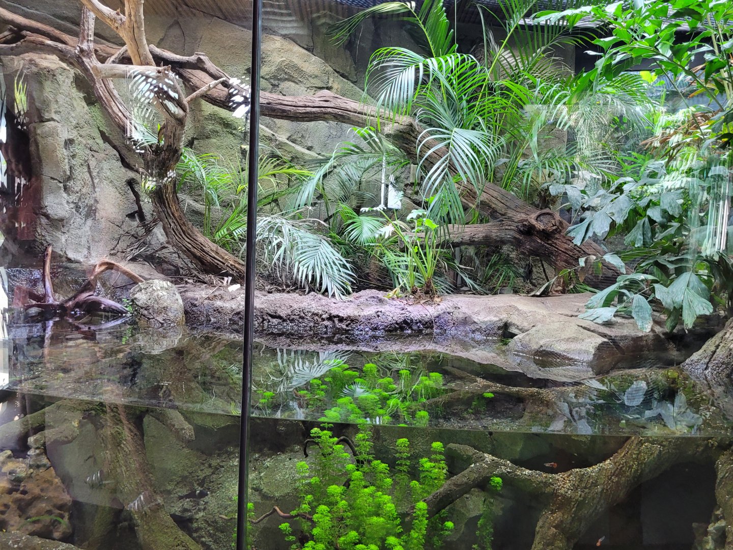 Nile monitor exhibit -Réserve Africaine de Sigean (2022)