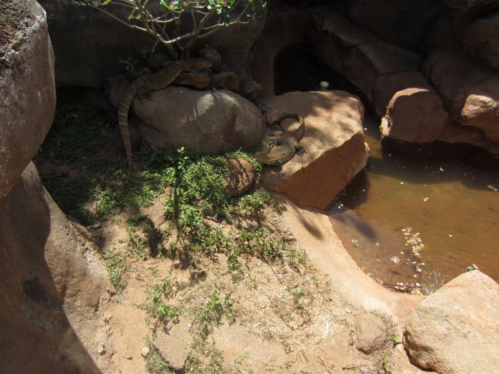 Nile Monitor exhibit