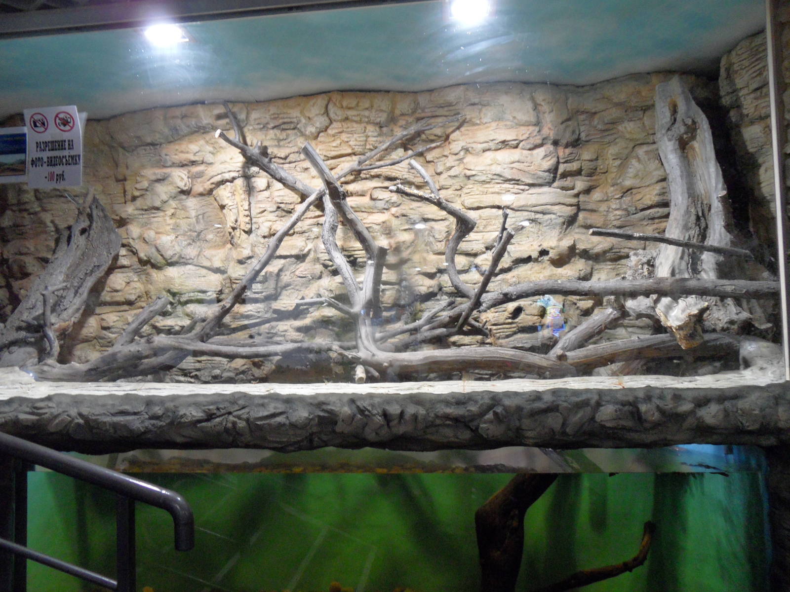 Nile monitor exhibit