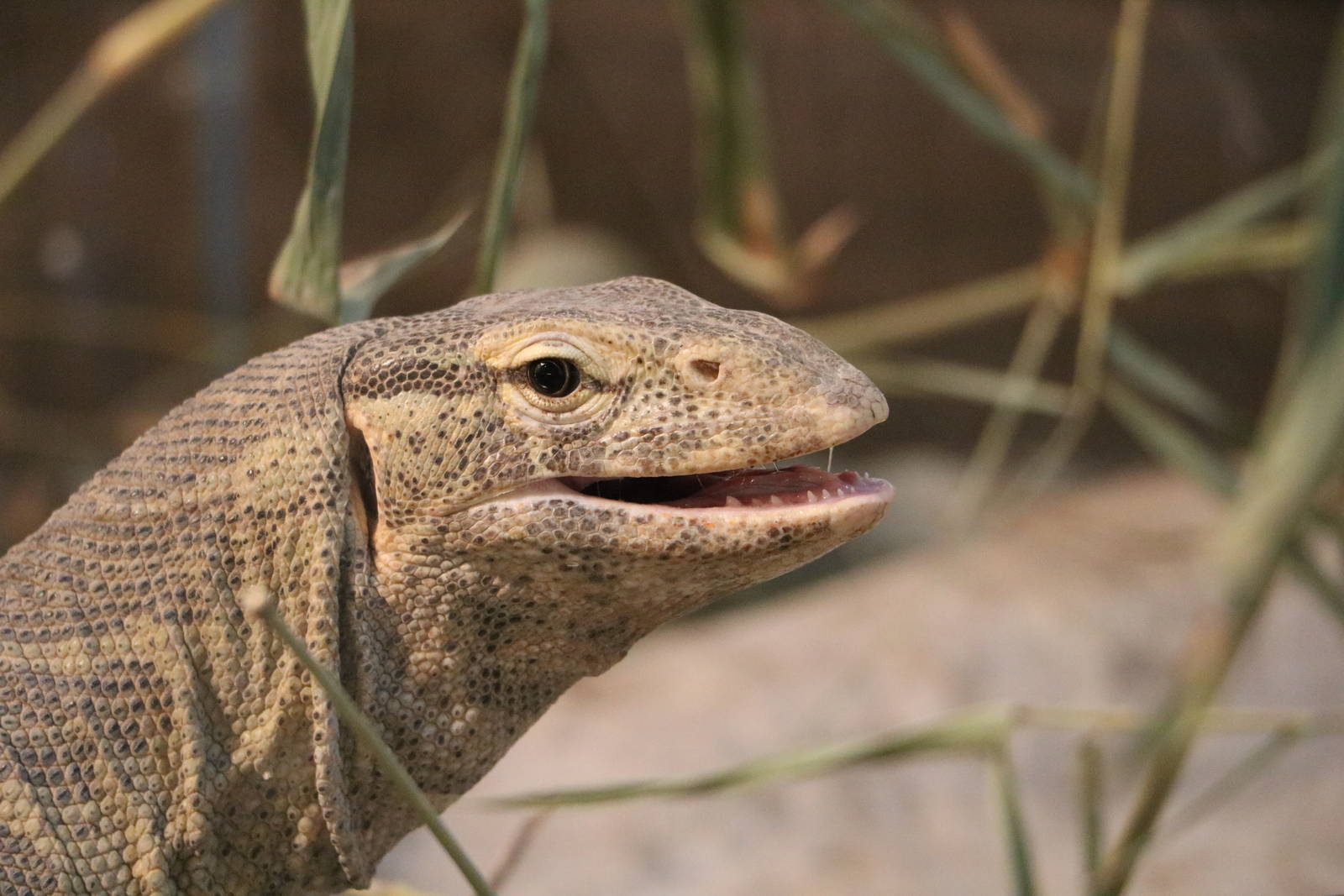 Nile monitor, February 2016