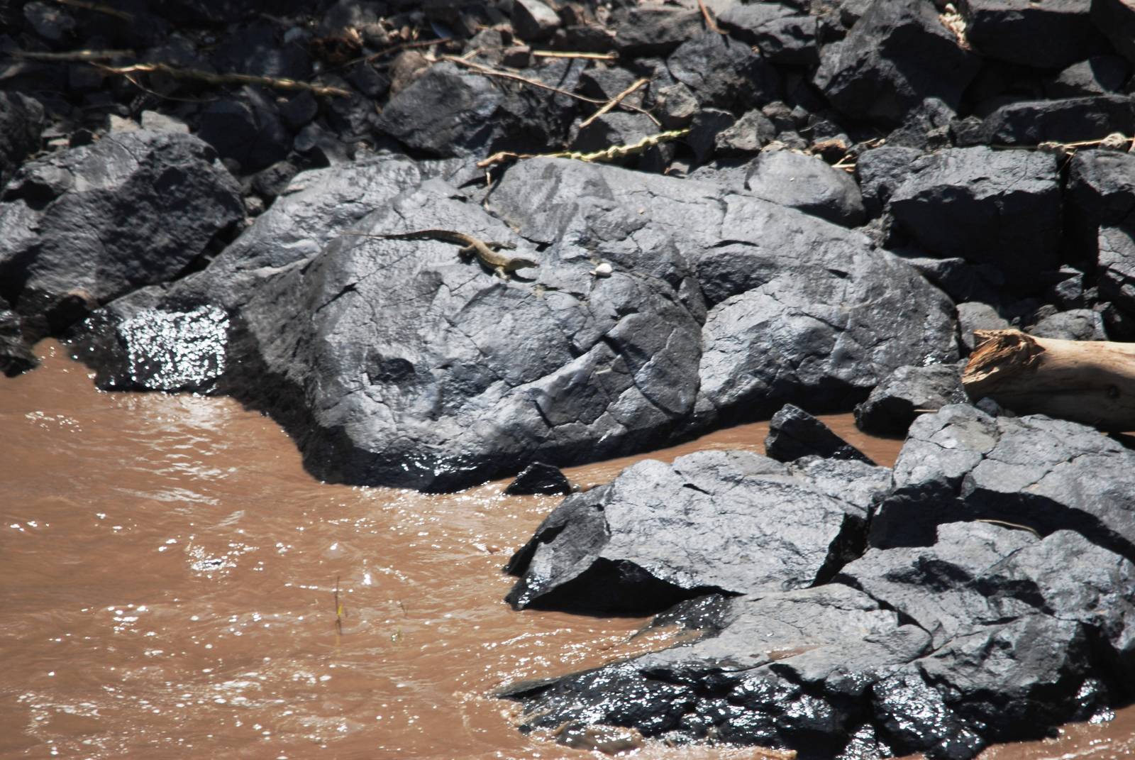 Nile Monitor in Awash NP, 12/10/14