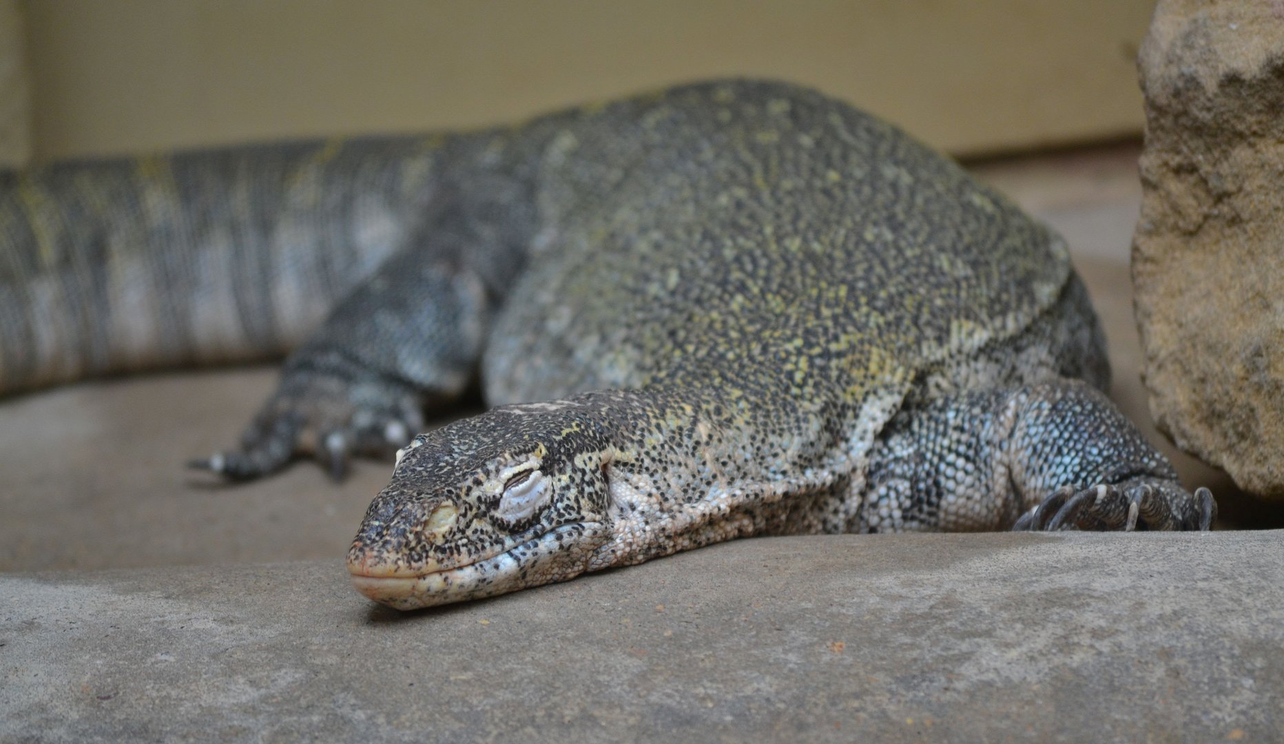 Nile Monitor - June 2016