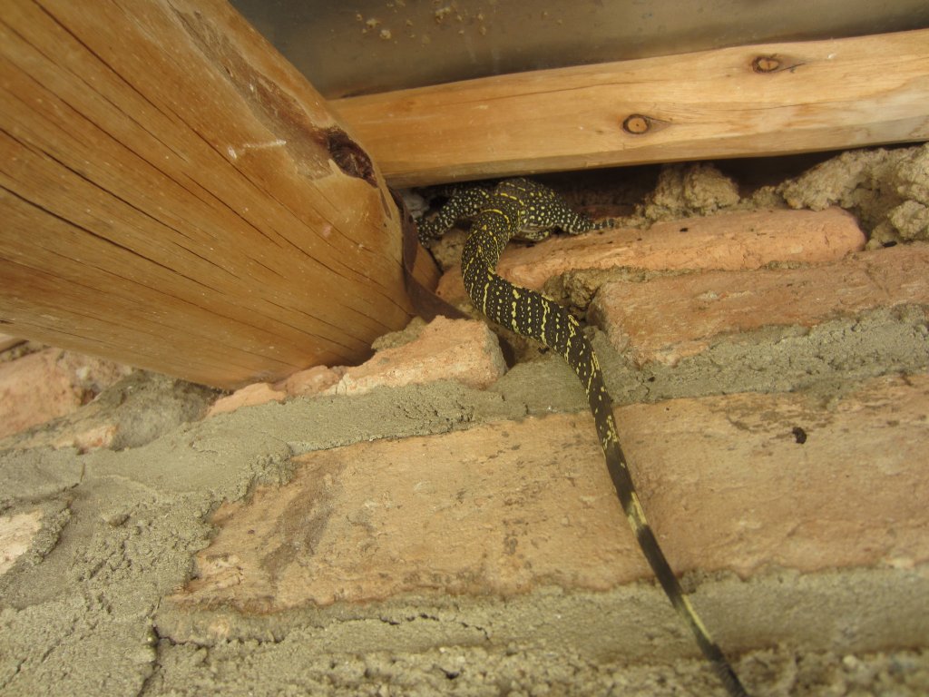 Nile Monitor juvenile - wild reptile