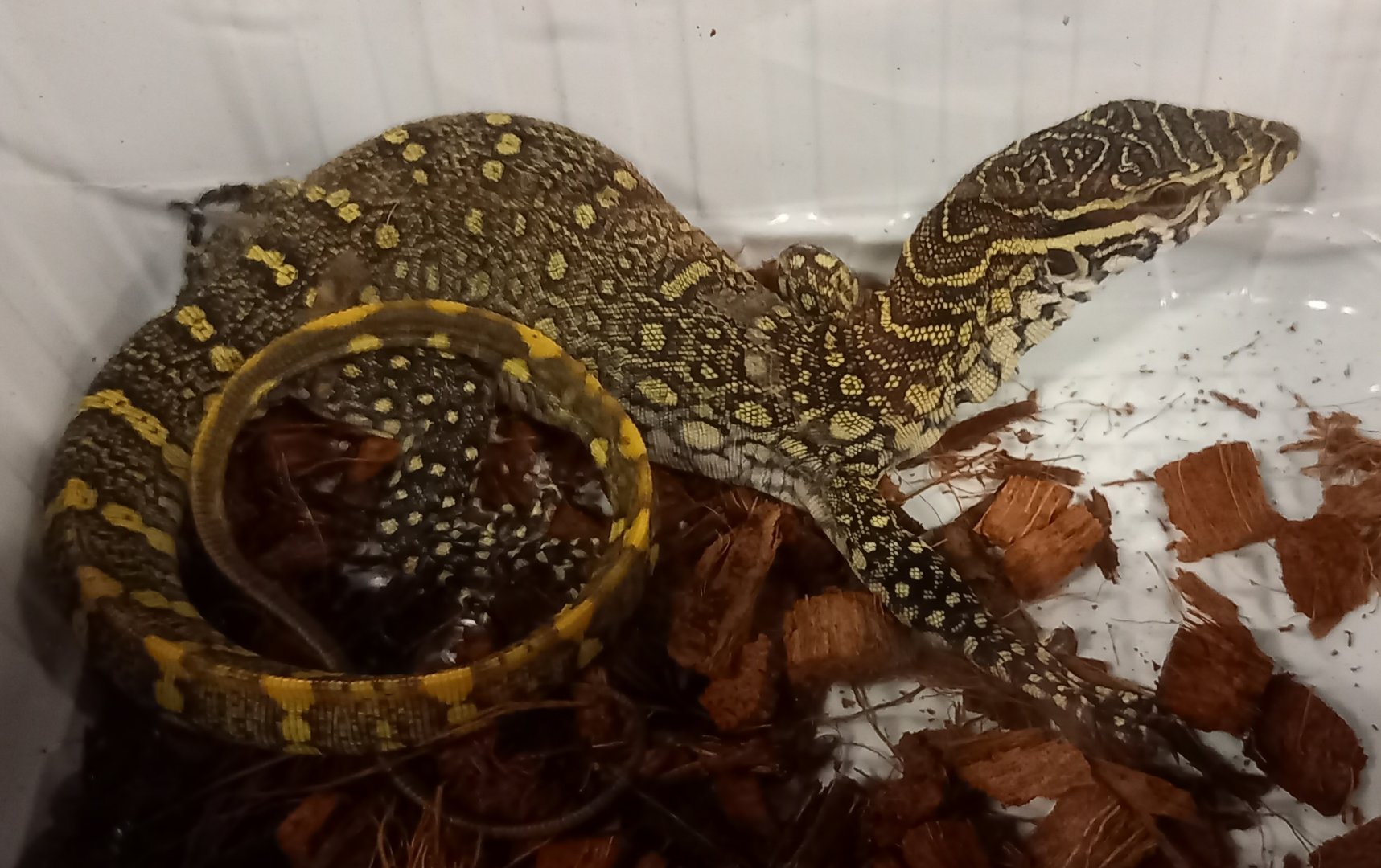 Nile monitor - juvenile