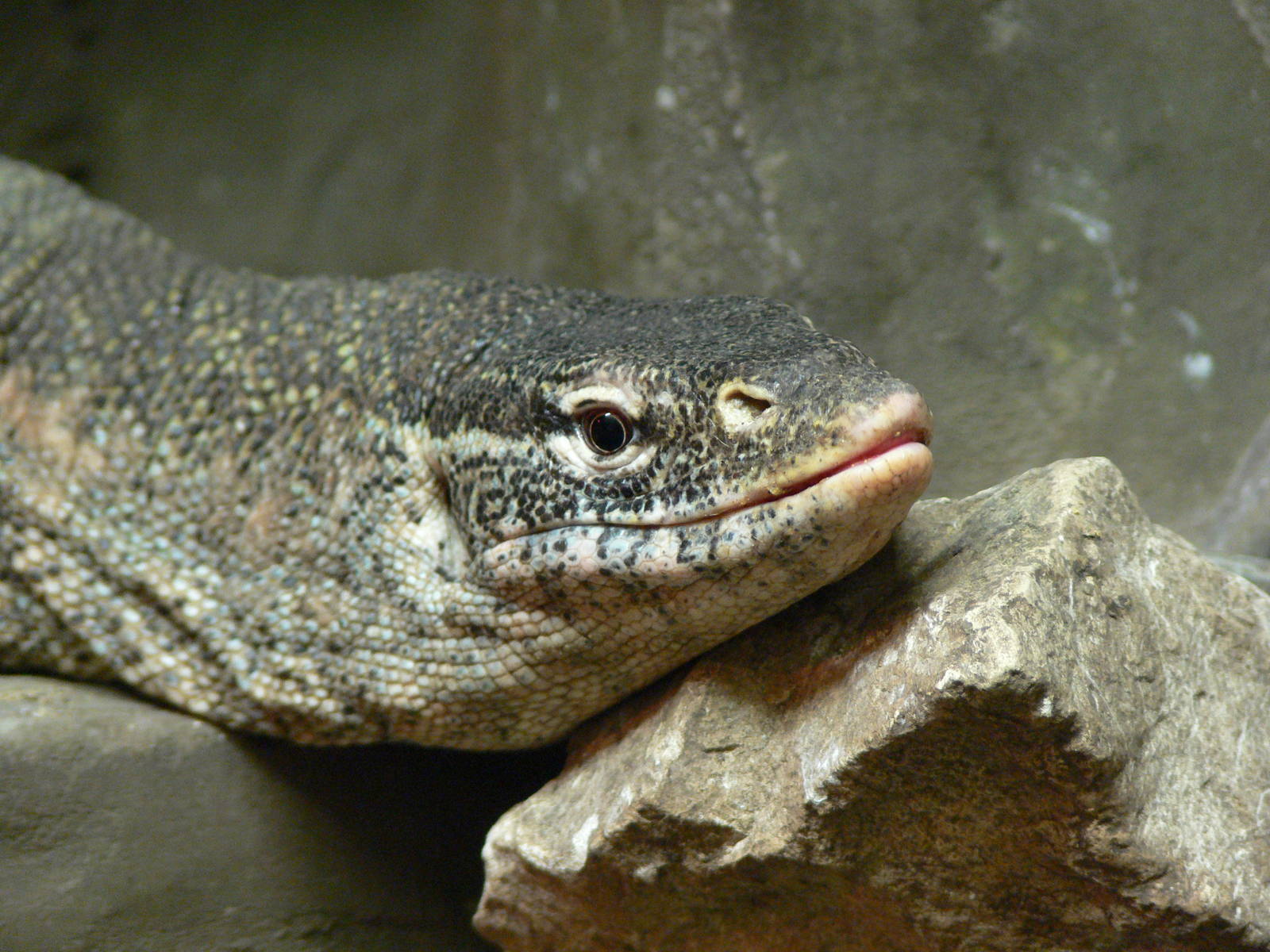 Nile Monitor Lizard at Blackpool Zoo, 07/07/13