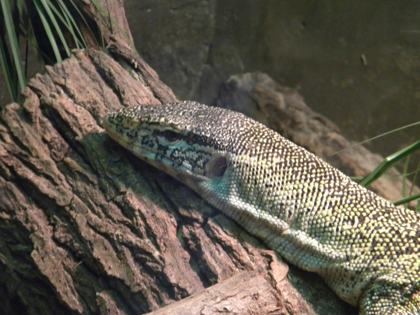 Nile Monitor Lizard at Blackpool Zoo 10th April 2011