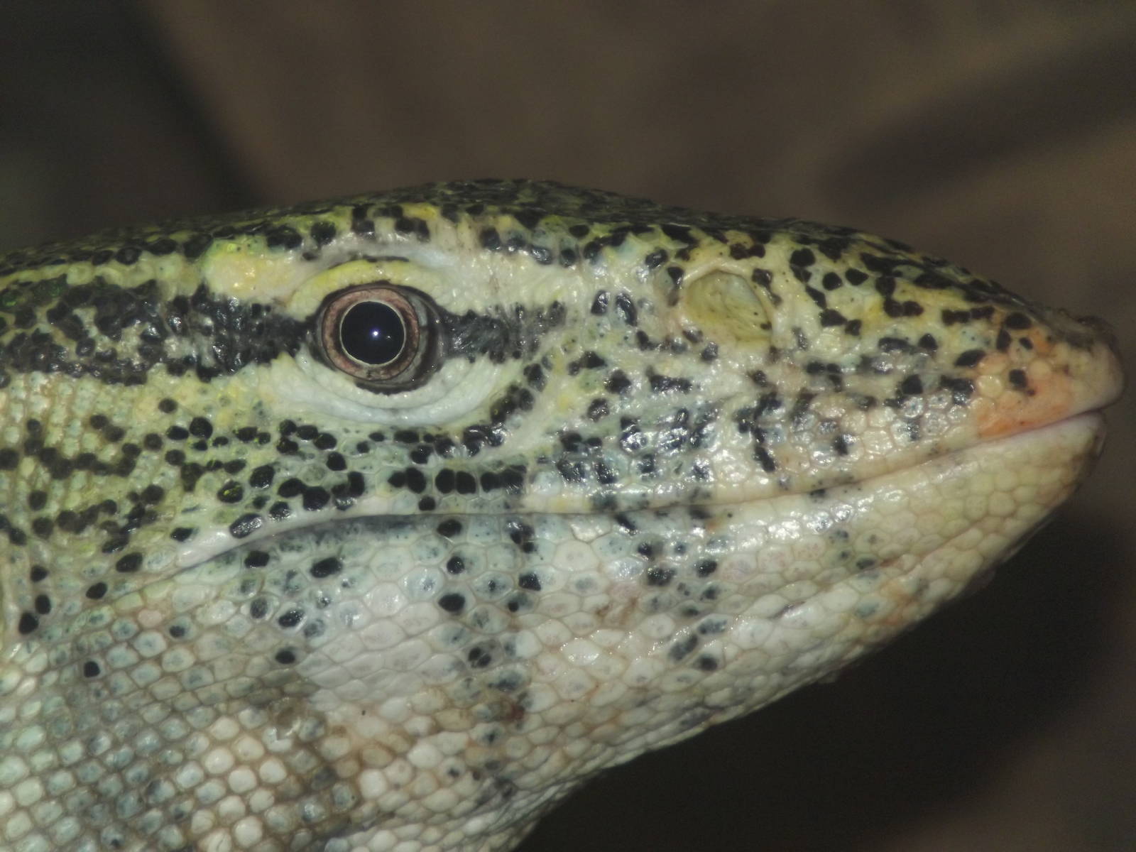 Nile Monitor Lizard at Blackpool Zoo 11/03/12