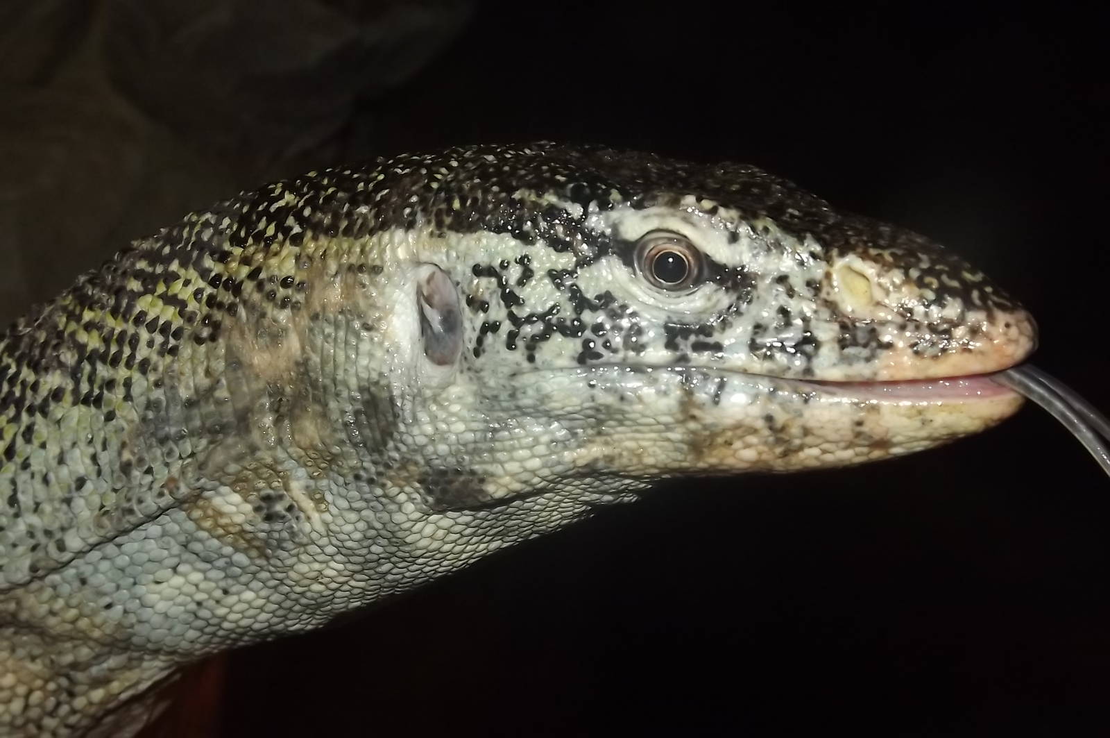 Nile Monitor Lizard at Blackpool Zoo 16/06/12