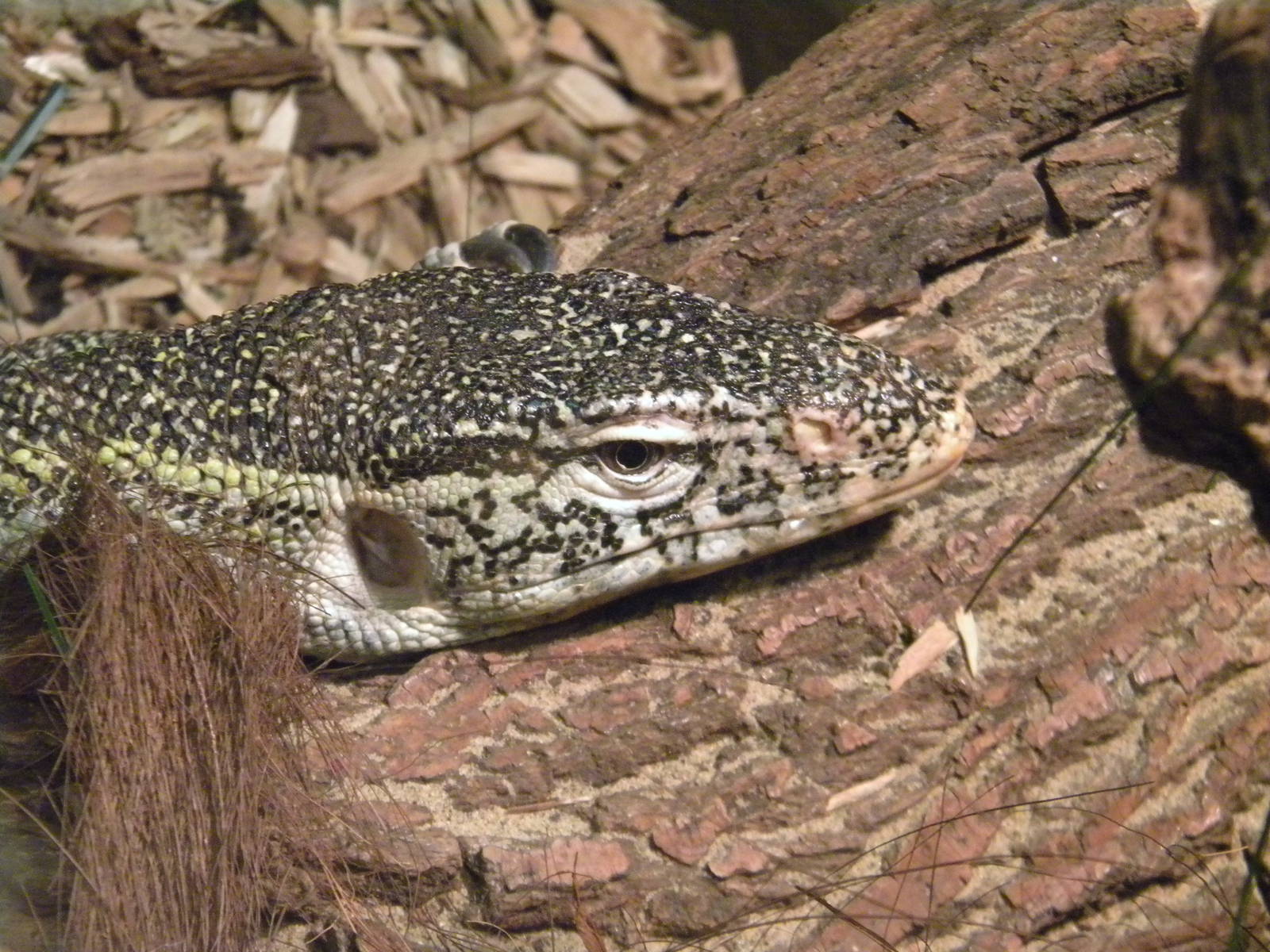Nile Monitor Lizard at Blackpool Zoo 21/08/11