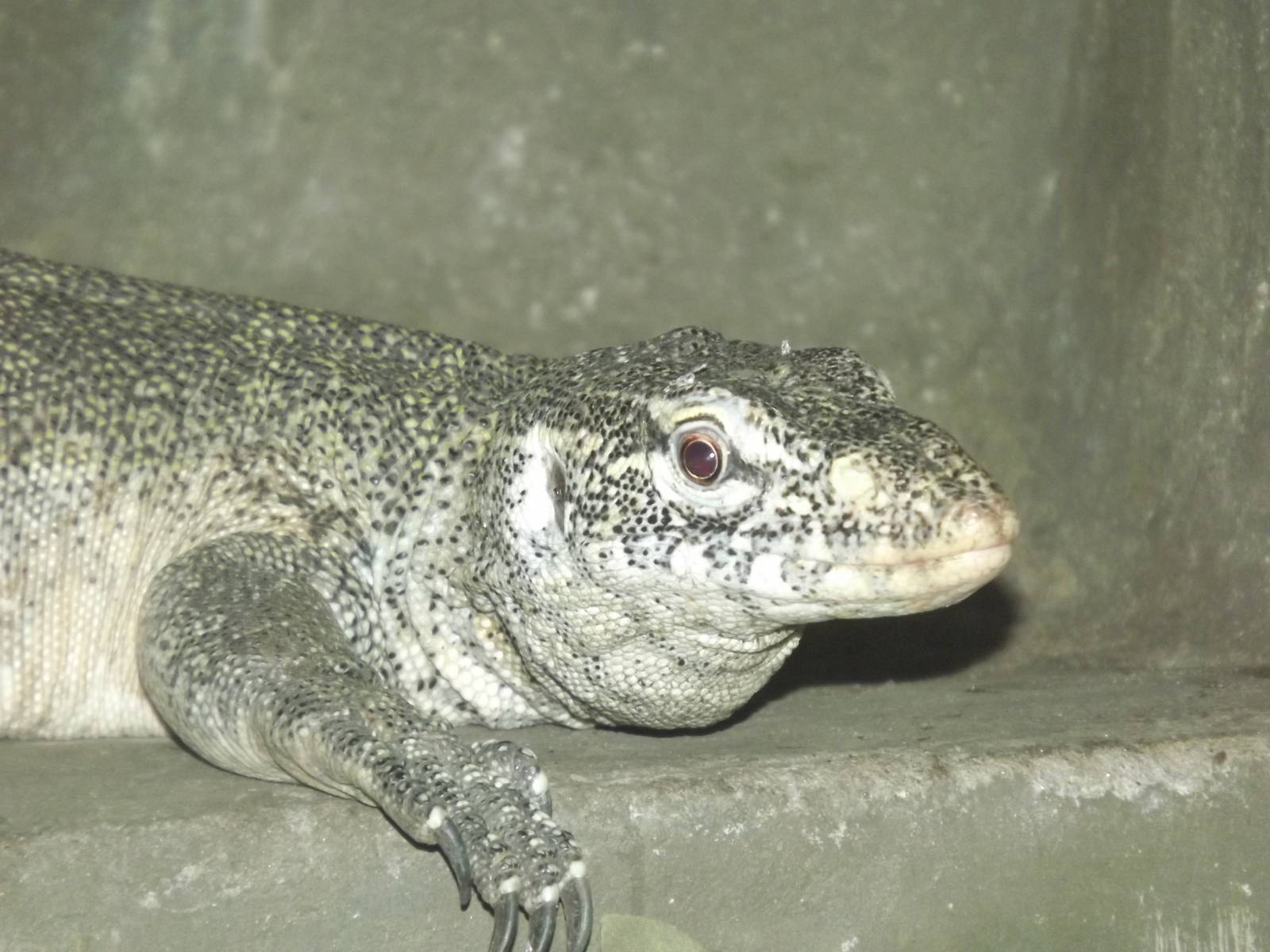 Nile Monitor Lizard at Blackpool Zoo 25/03/12