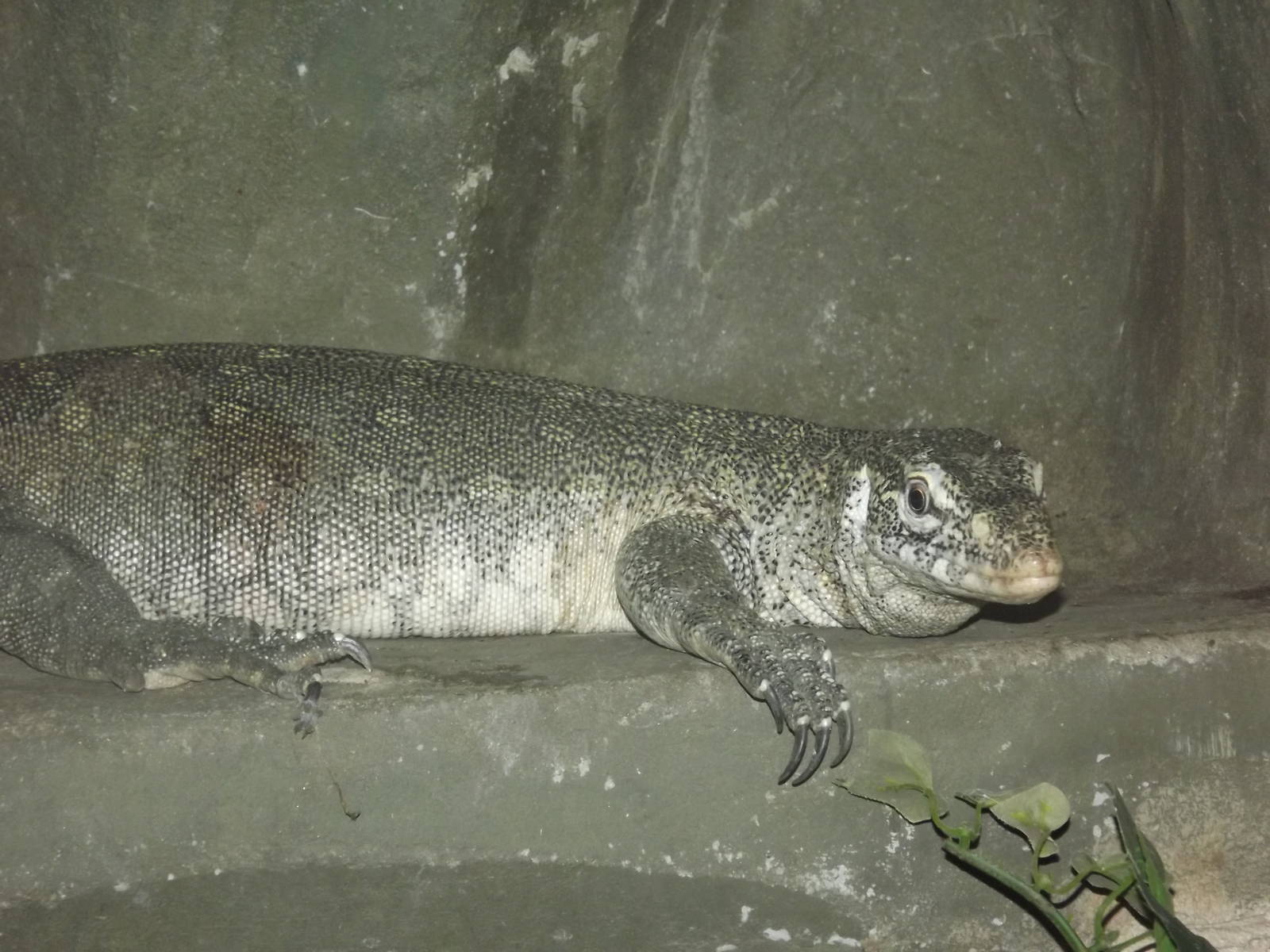 Nile Monitor Lizard at Blackpool Zoo 25/03/12