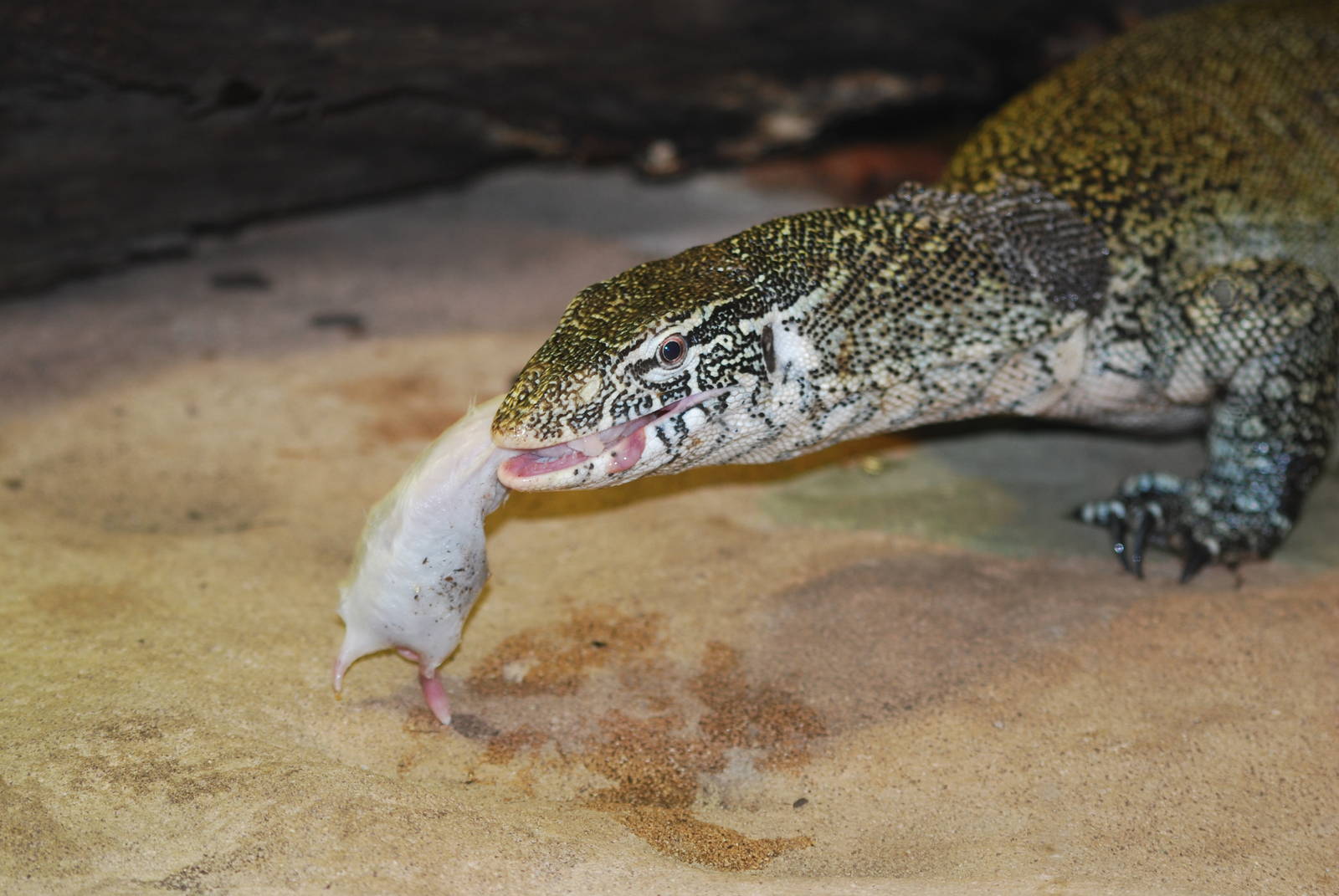 Nile monitor lizard eating