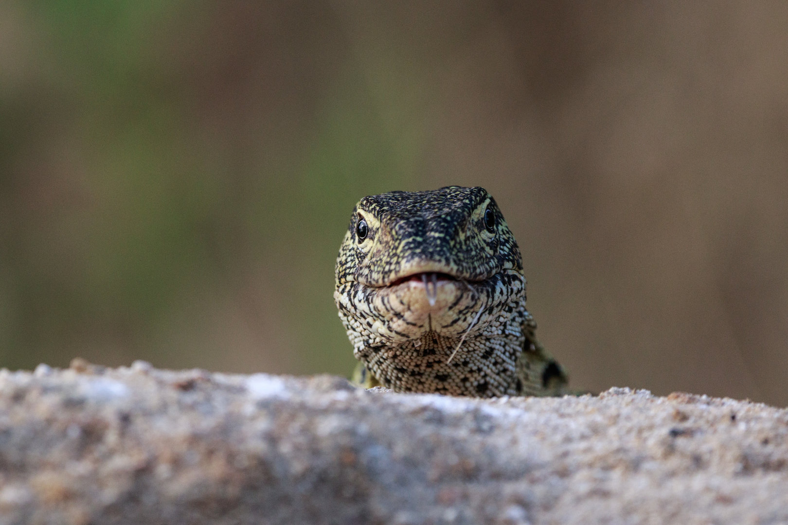 Nile Monitor Lizard