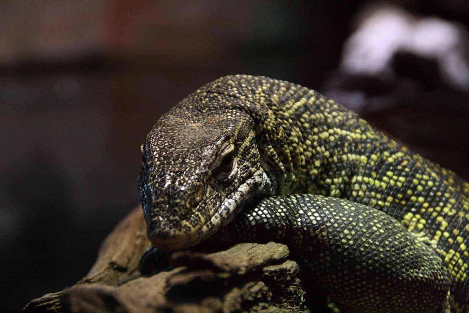 Nile Monitor Lizard