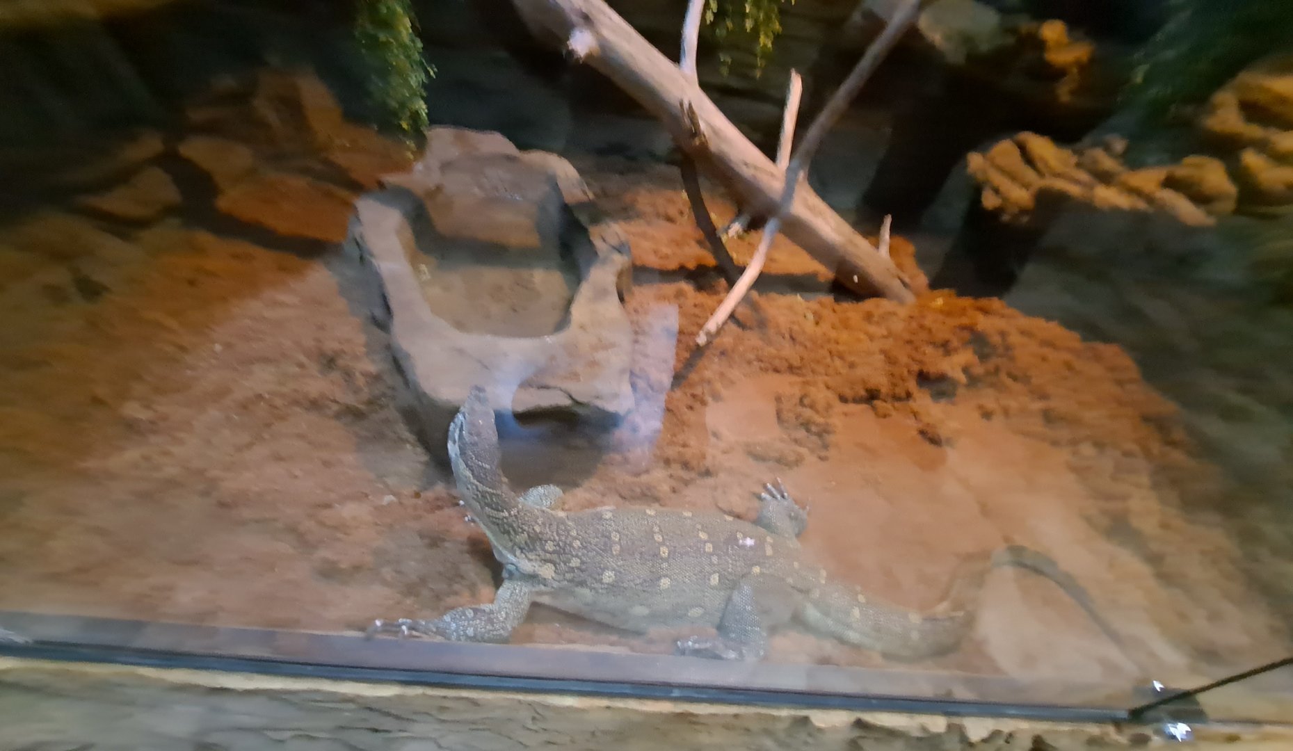 Nile Monitor (Lyle) Exhibit (4/19/25)