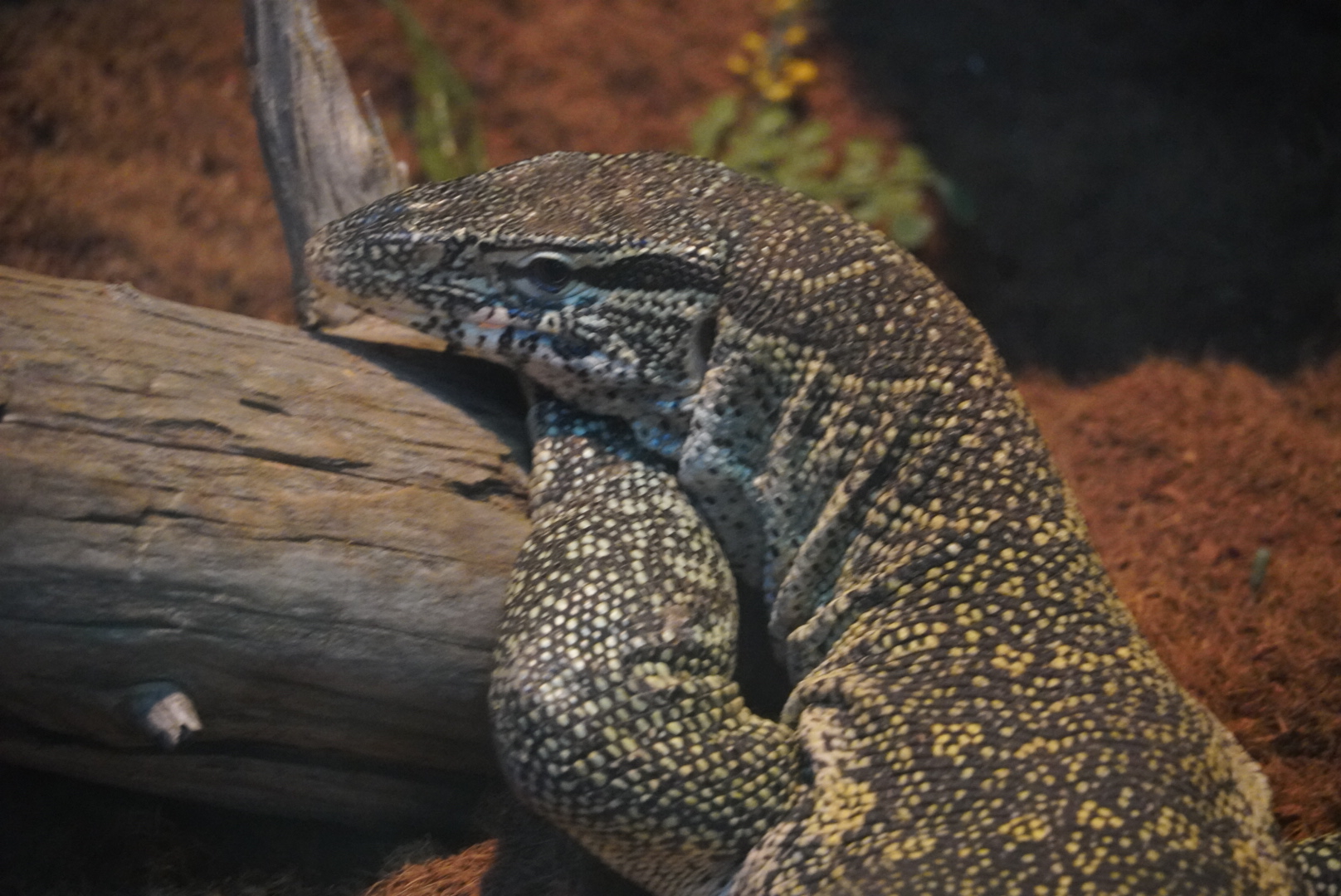 Nile Monitor, “Lyle”