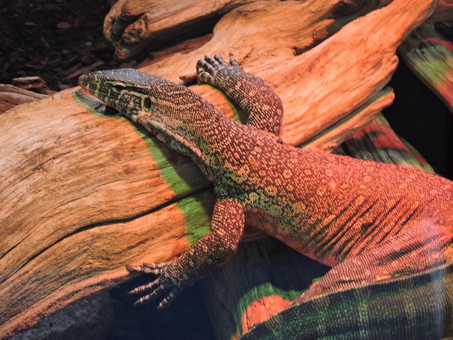 Nile Monitor - Righty