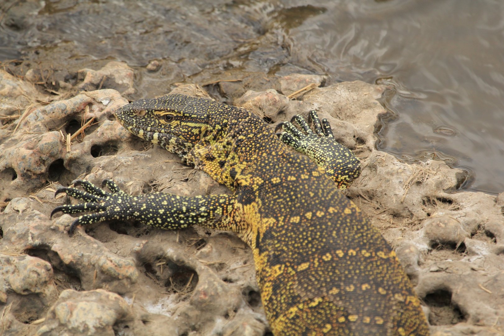 Nile Monitor - Serengeti (September 2018)