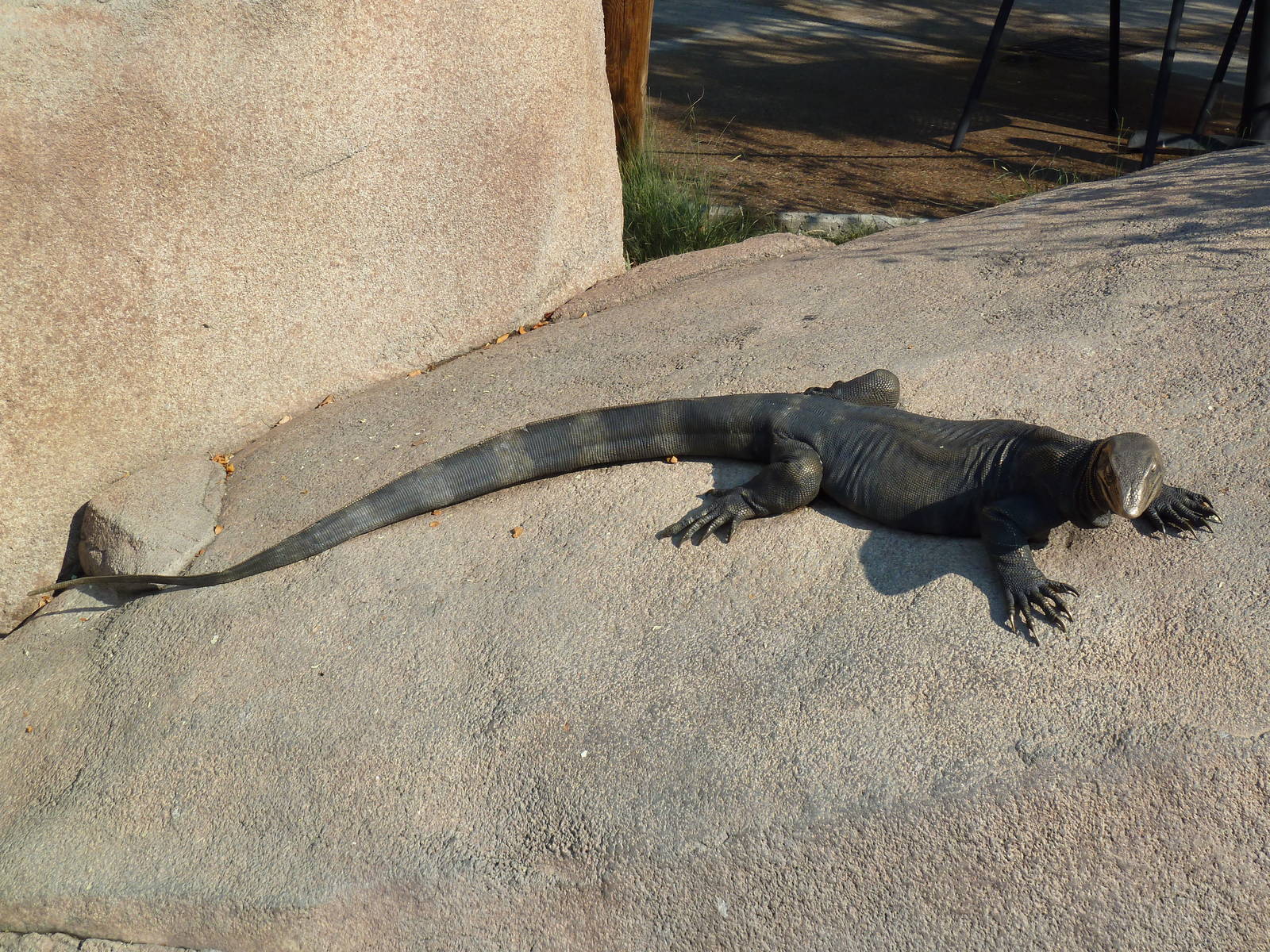 Nile Monitor Statue