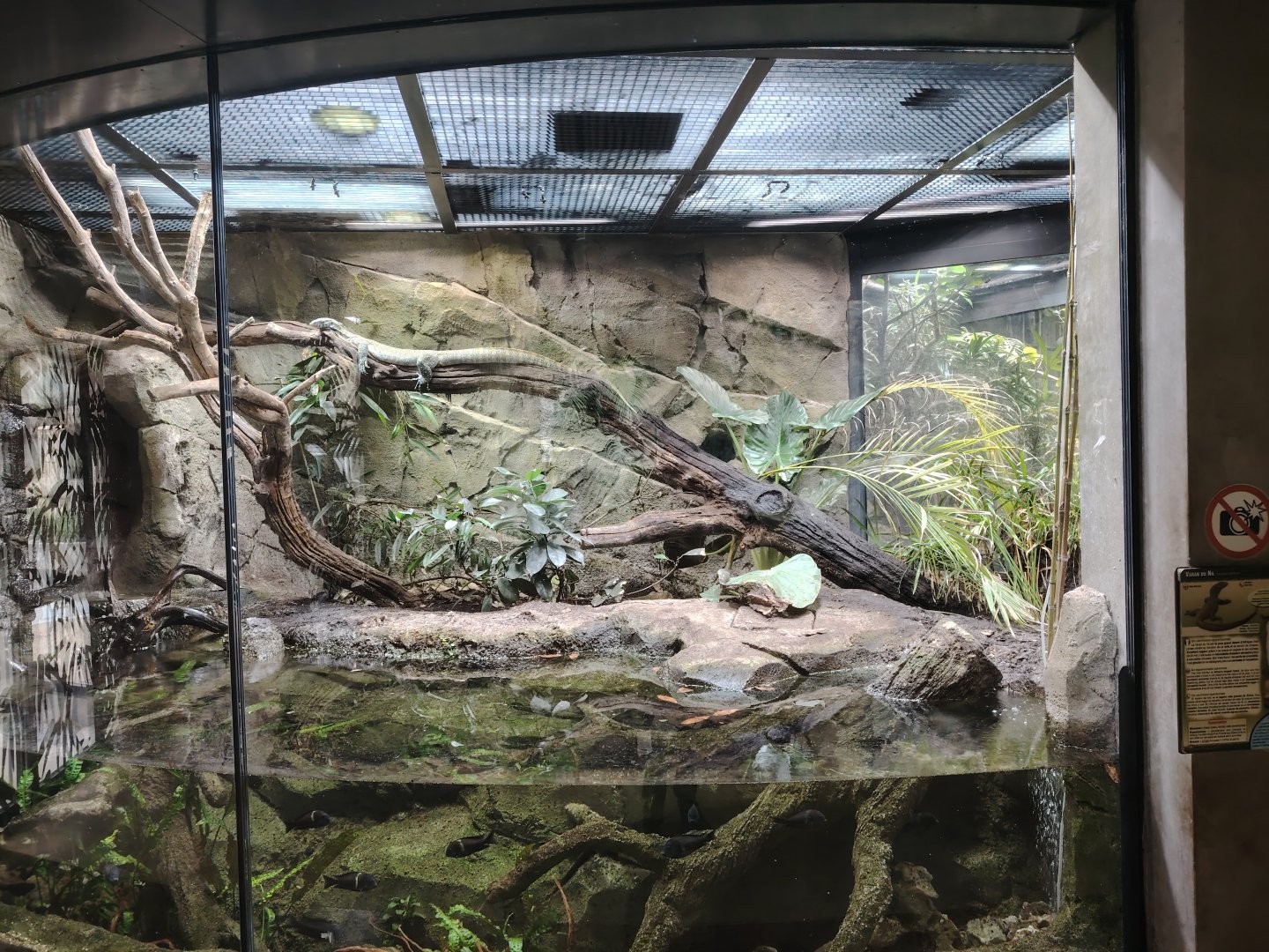 Nile Monitor Terrarium