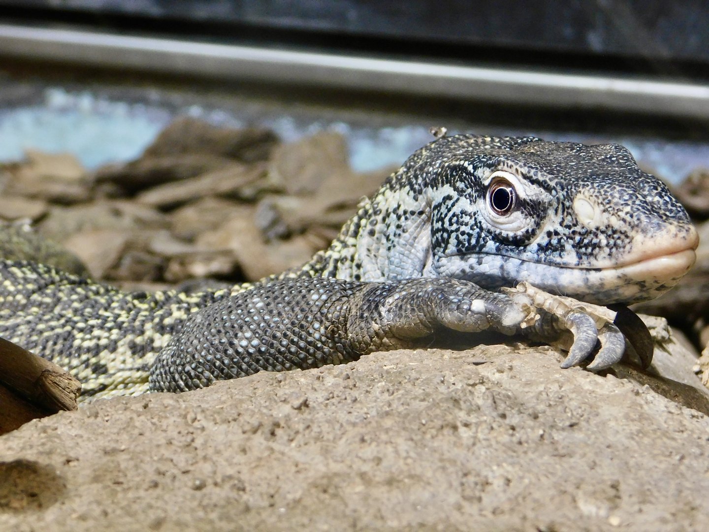 Nile Monitor (Varanus niloticus) August 2, 2025