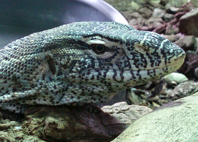 Nile Monitor (Varanus niloticus)