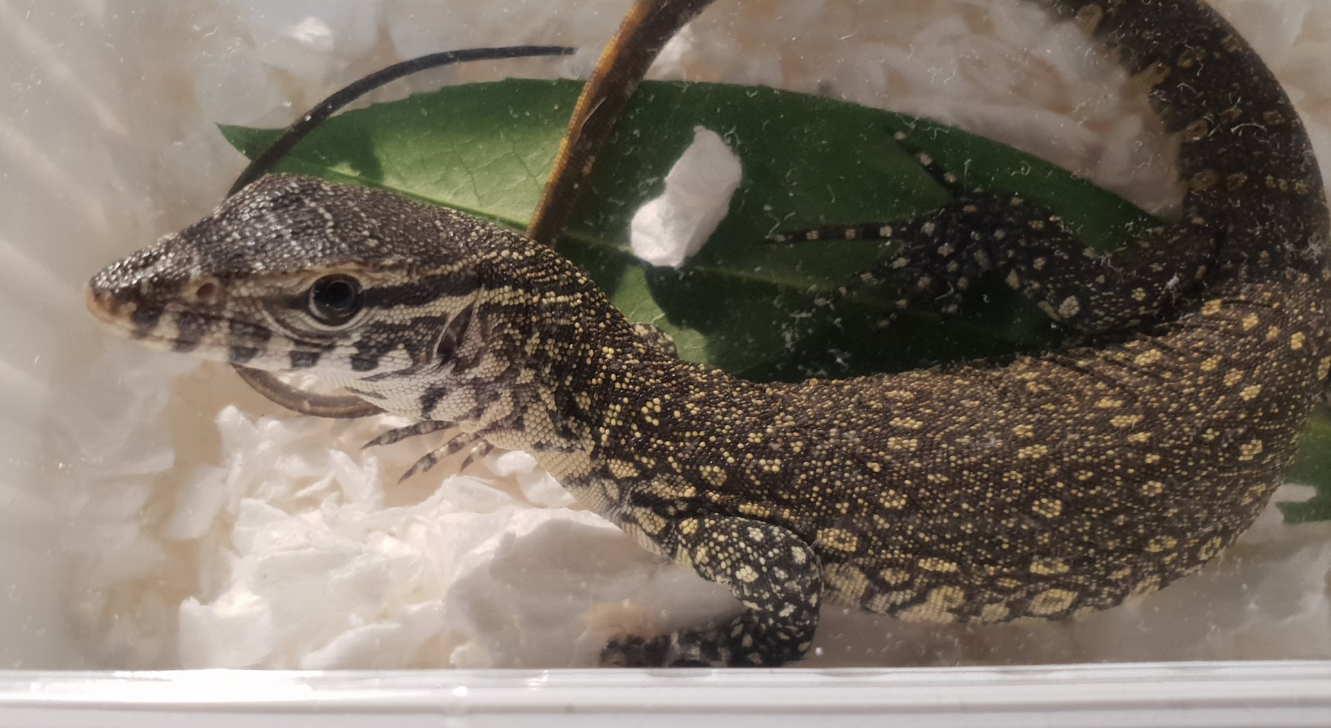 Nile monitor - Varanus niloticus