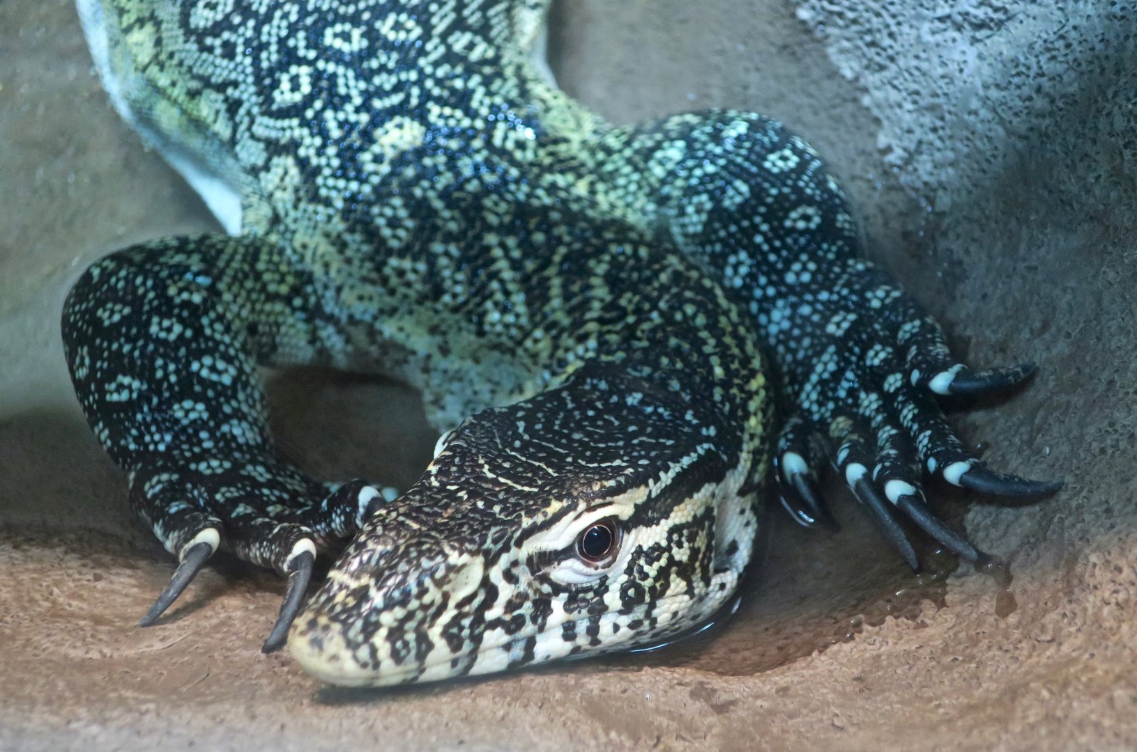 Nile Monitor (Varanus niloticus)