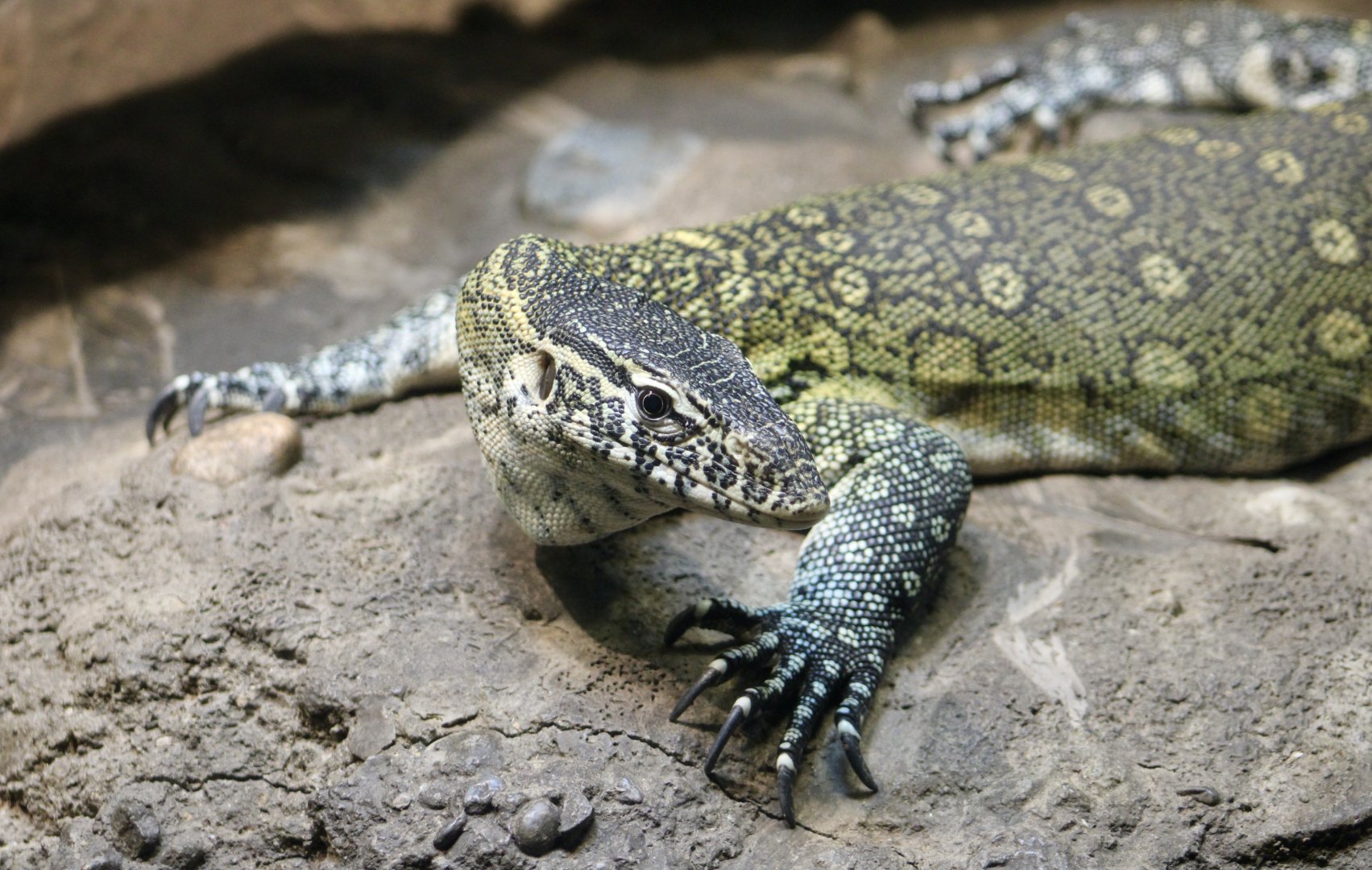 Nile Monitor (Varanus niloticus)