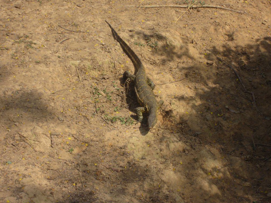 Nile Monitor - wild reptile
