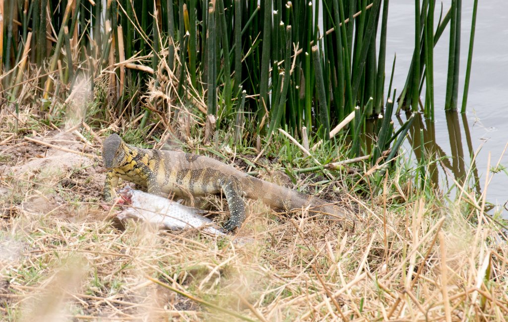 Nile Monitor with fish