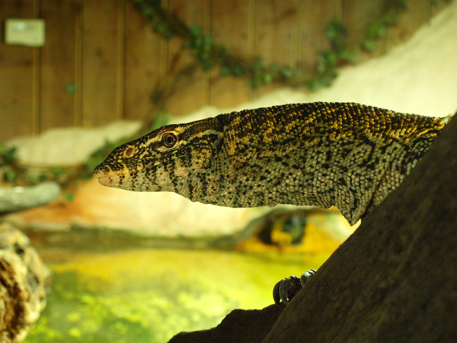 Nile Monitor