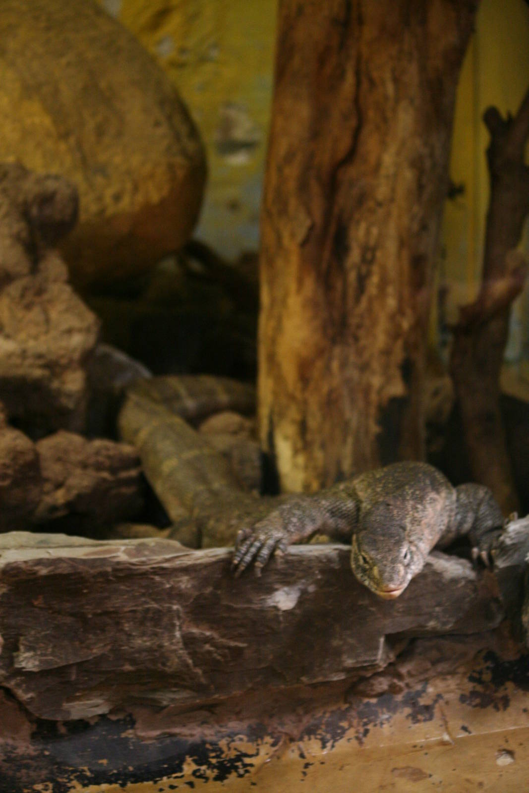 Nile monitor
