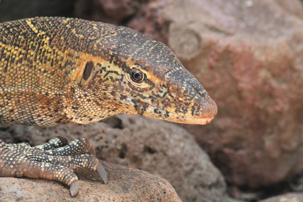 Nile Monitor