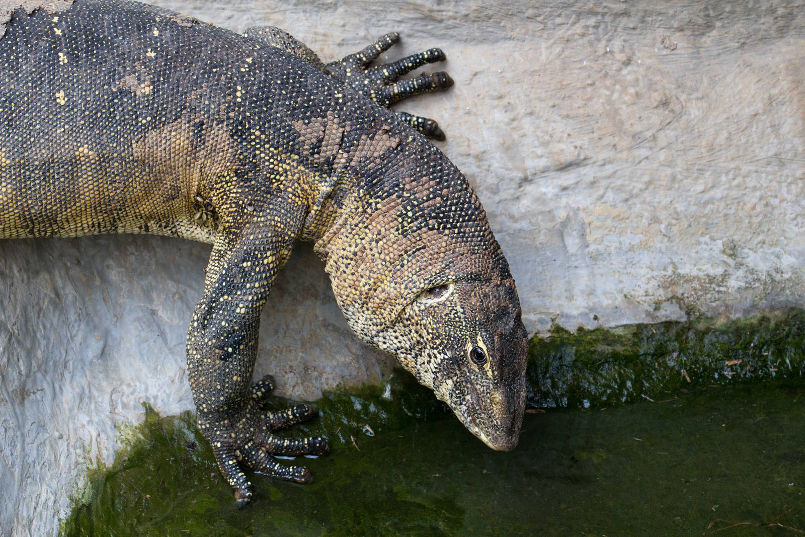 Nile Monitor