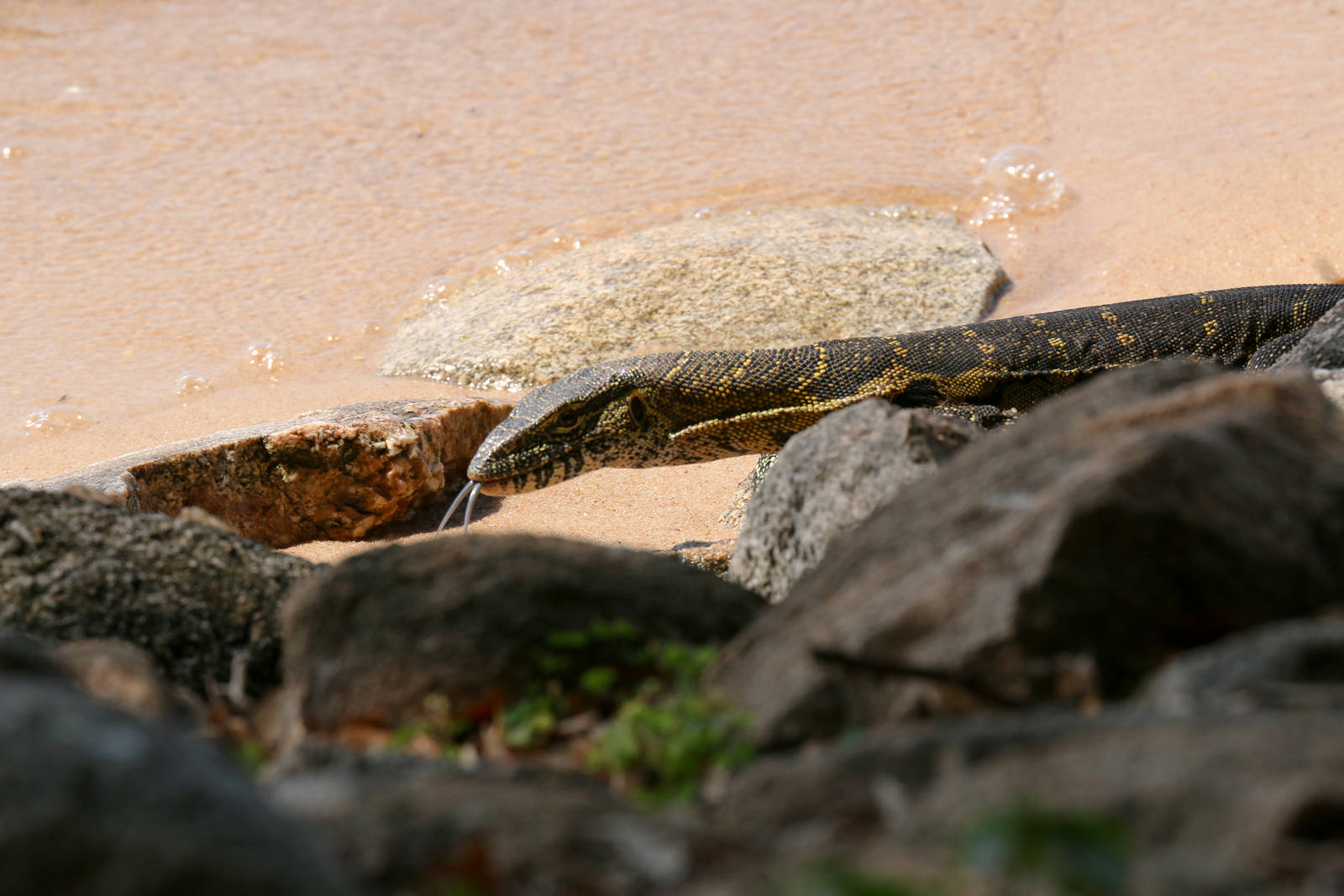 Nile Monitor