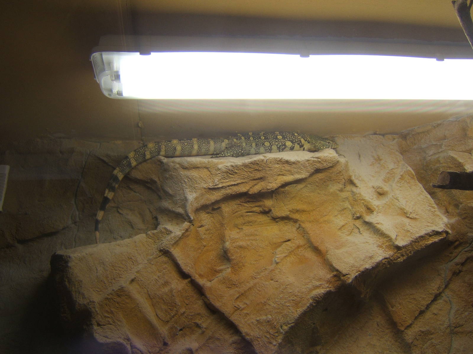 Nile Monitor