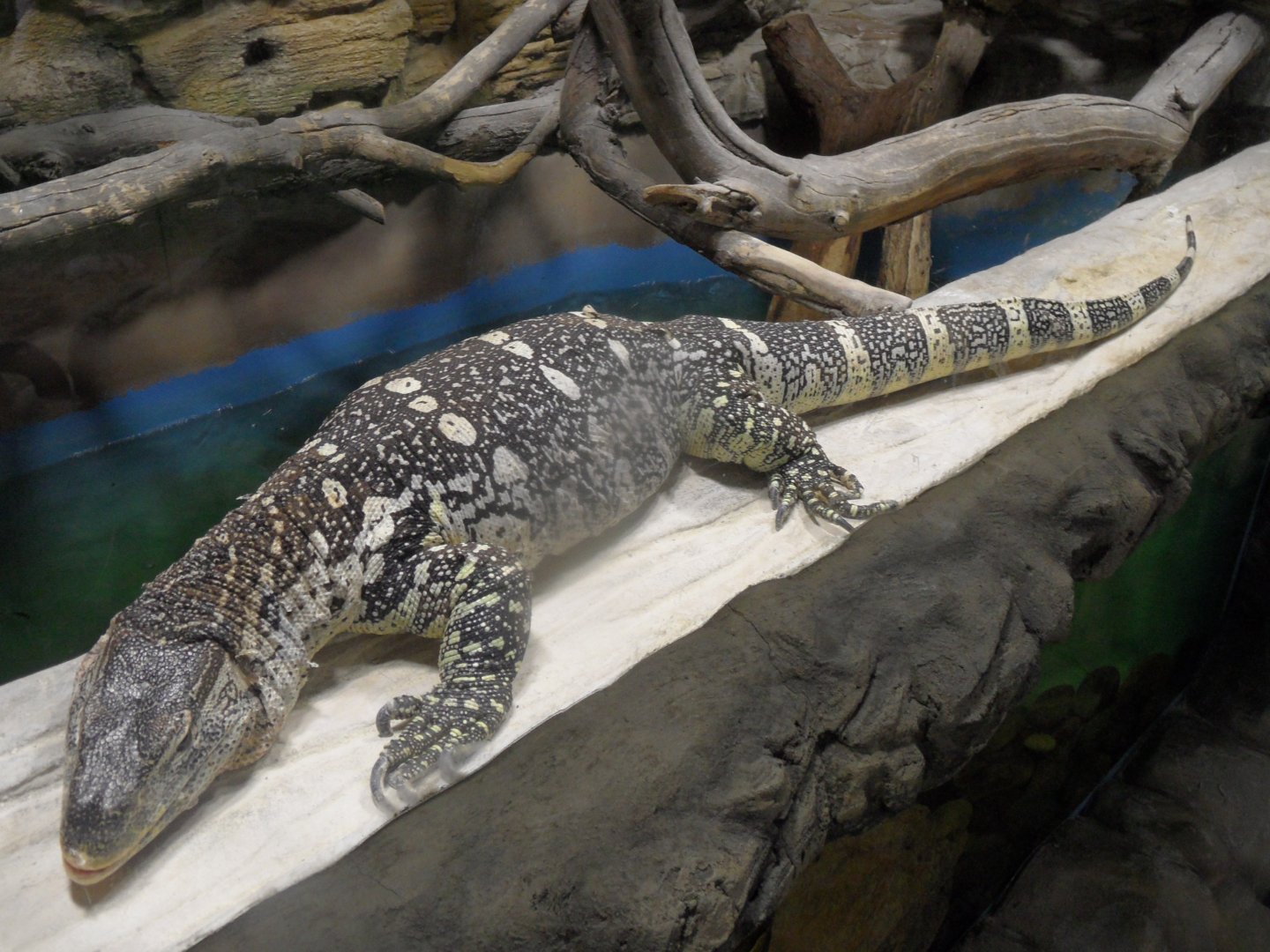 Nile monitor