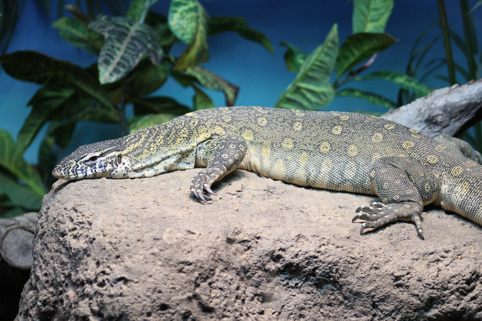 Nile Monitor