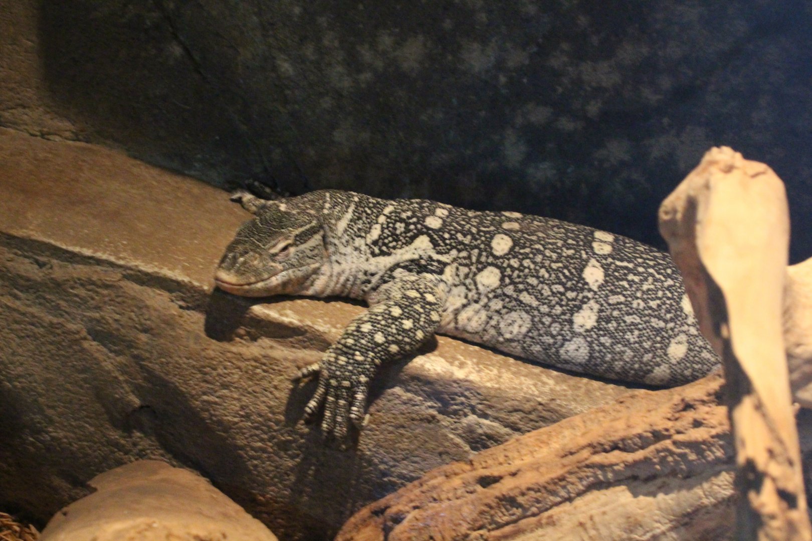 Nile Monitor