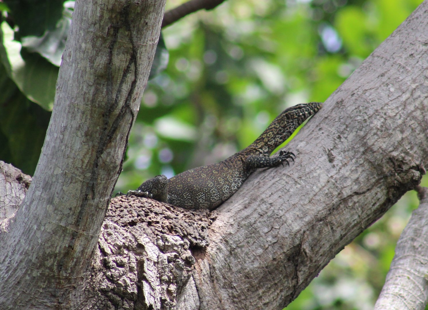 Nile monitor