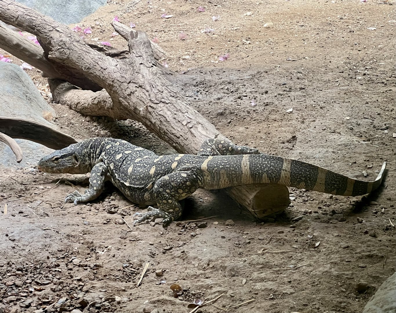 Nile Monitor