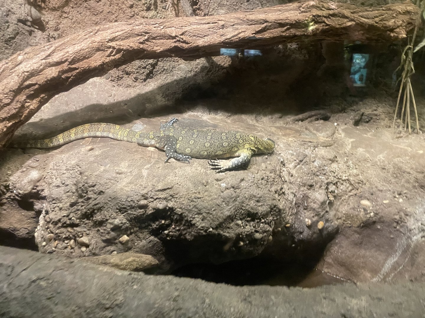 Nile monitor
