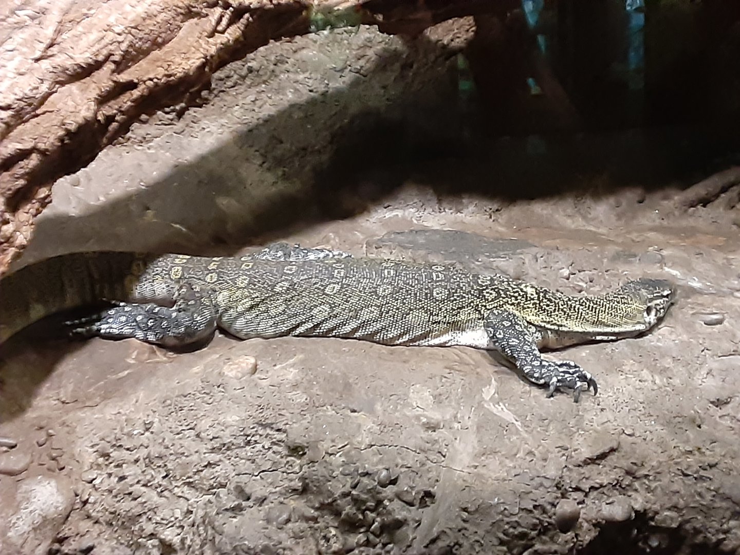 Nile Monitor