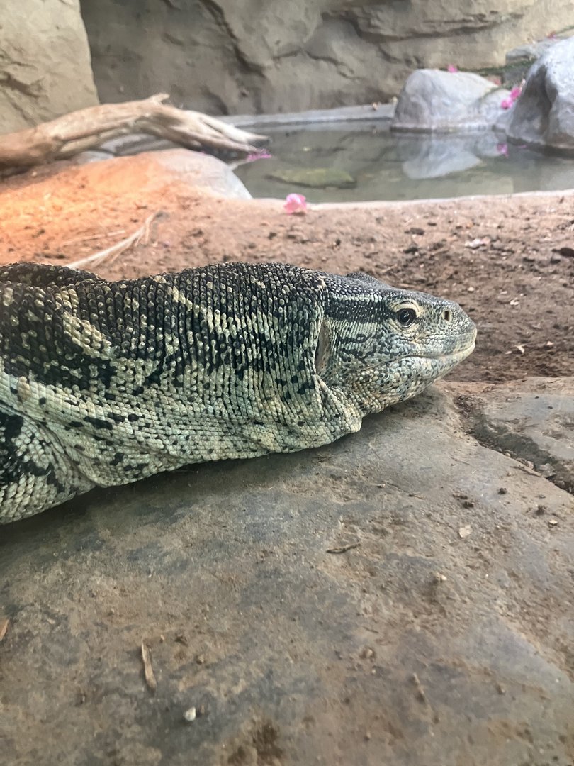 Nile Monitor