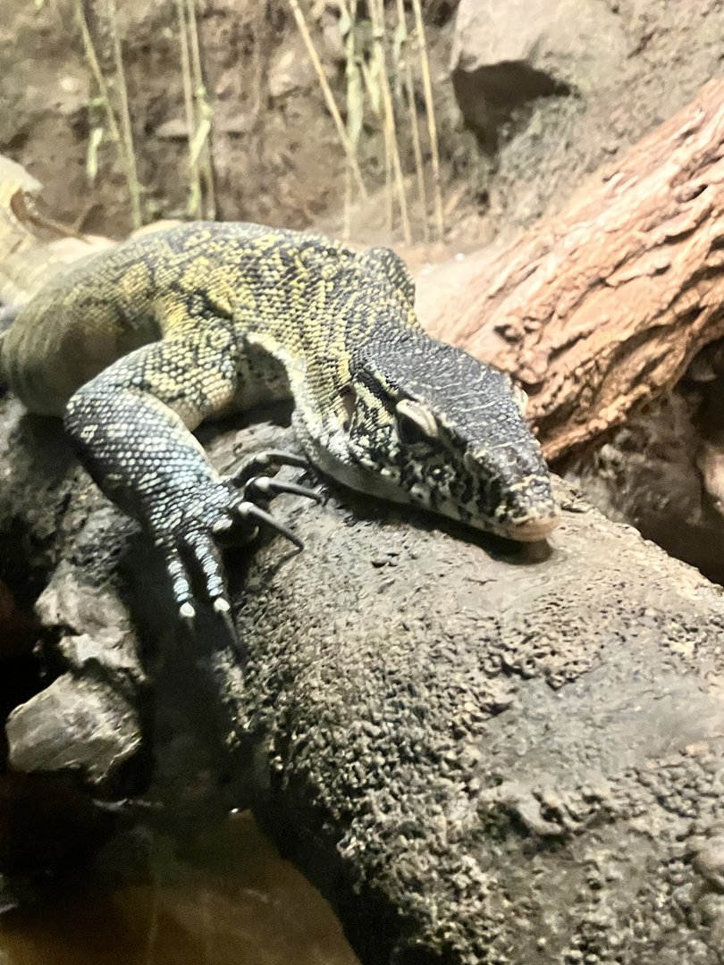 Nile Monitor
