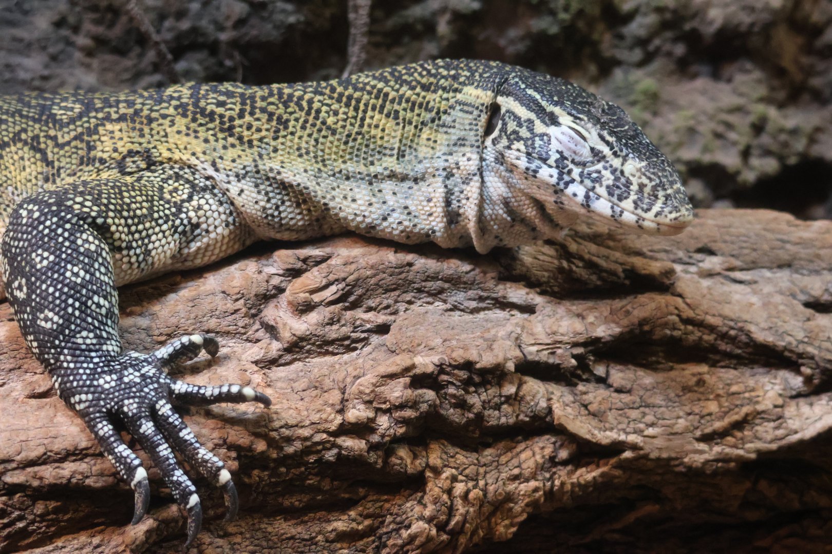 Nile Monitor