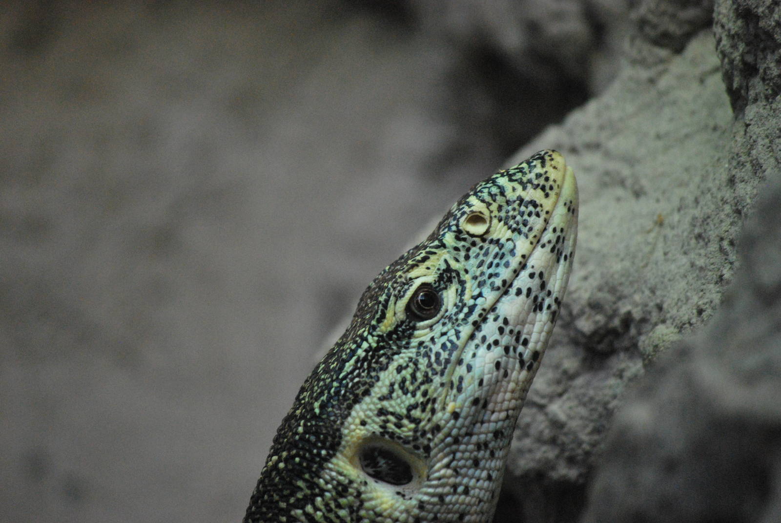 NILE MONITOR