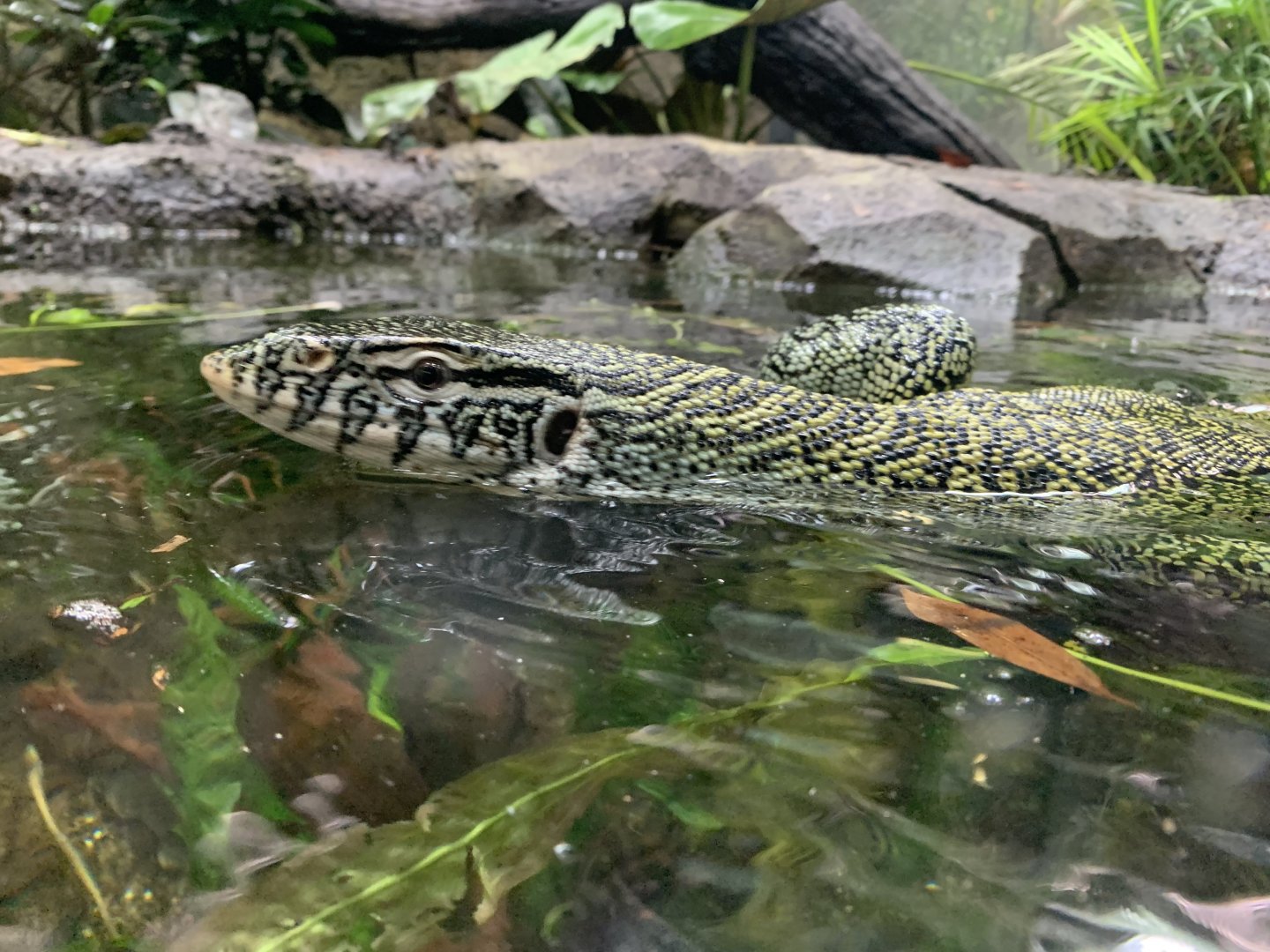 Nile monitor