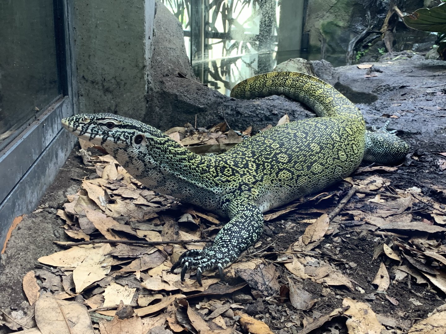 Nile monitor